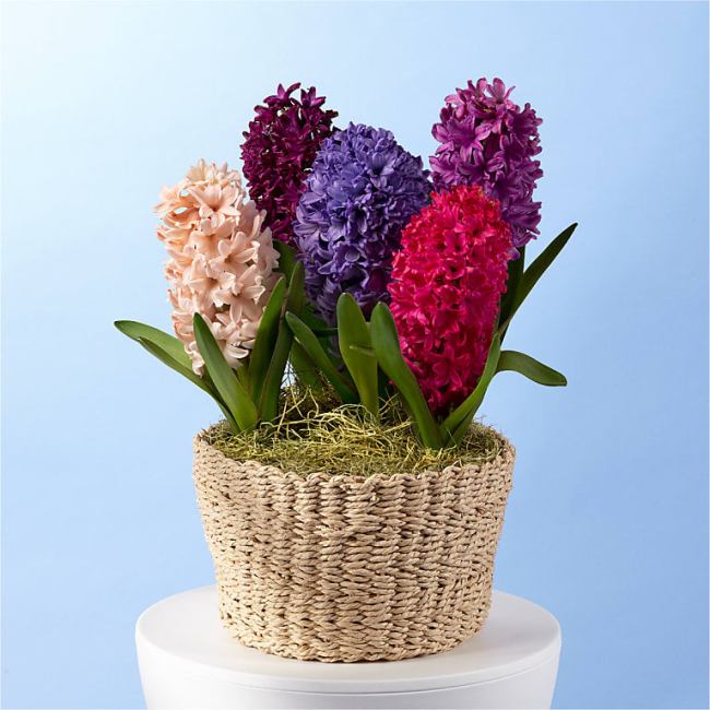 Mothers Day Gifts - Proflowers Royal Treatment Mixed Hyacinth Bulb Garden