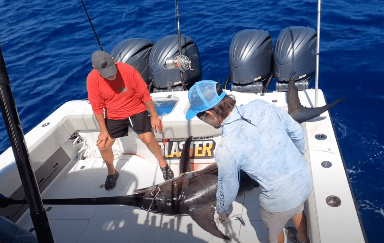 Fishing Capt Catches Swordfish That Was Attacked By Cookiecutter Shark