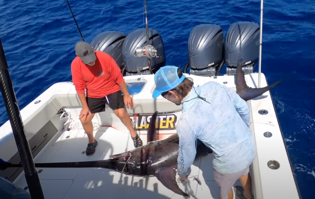 Florida Keys Fishing Captain Reels In Huge Swordfish To Find It's Been Attacked By Cookiecutter Shark