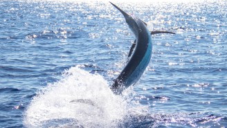 Extreme Fisherman Lands 600-Pound Black Marlin From His Kayak