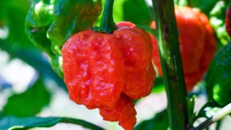 Man Sets New Guinness World Record After Eating 3 Carolina Reaper Peppers In 8.7 Seconds (Video)