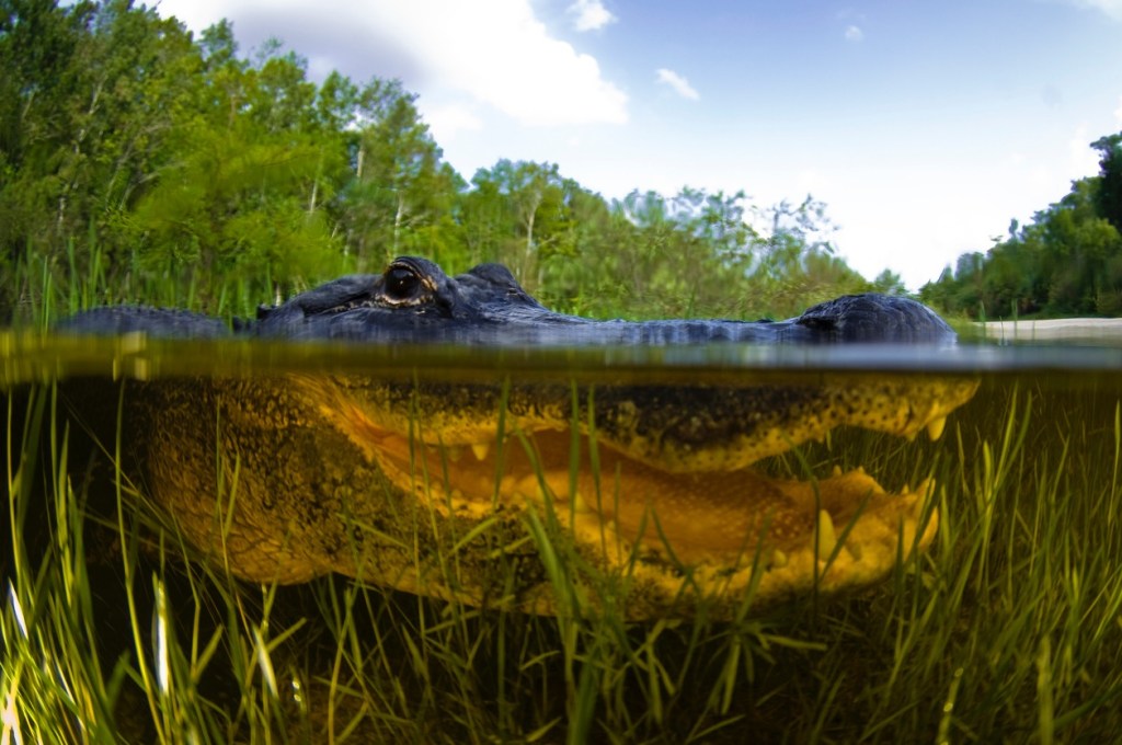 Alligator Lunges At Photographer's GoPro And Shows Us What It's Like To Be Eaten In A Swamp (Video)