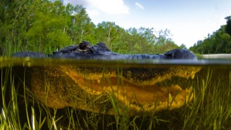Alligator Lunges At Photographer’s GoPro And Shows Us What It’s Like To Be Eaten In A Swamp (Video)