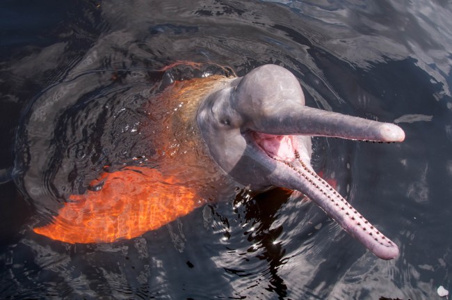 River Dolphins in Bolivia fight or sexually assault anaconda snake.