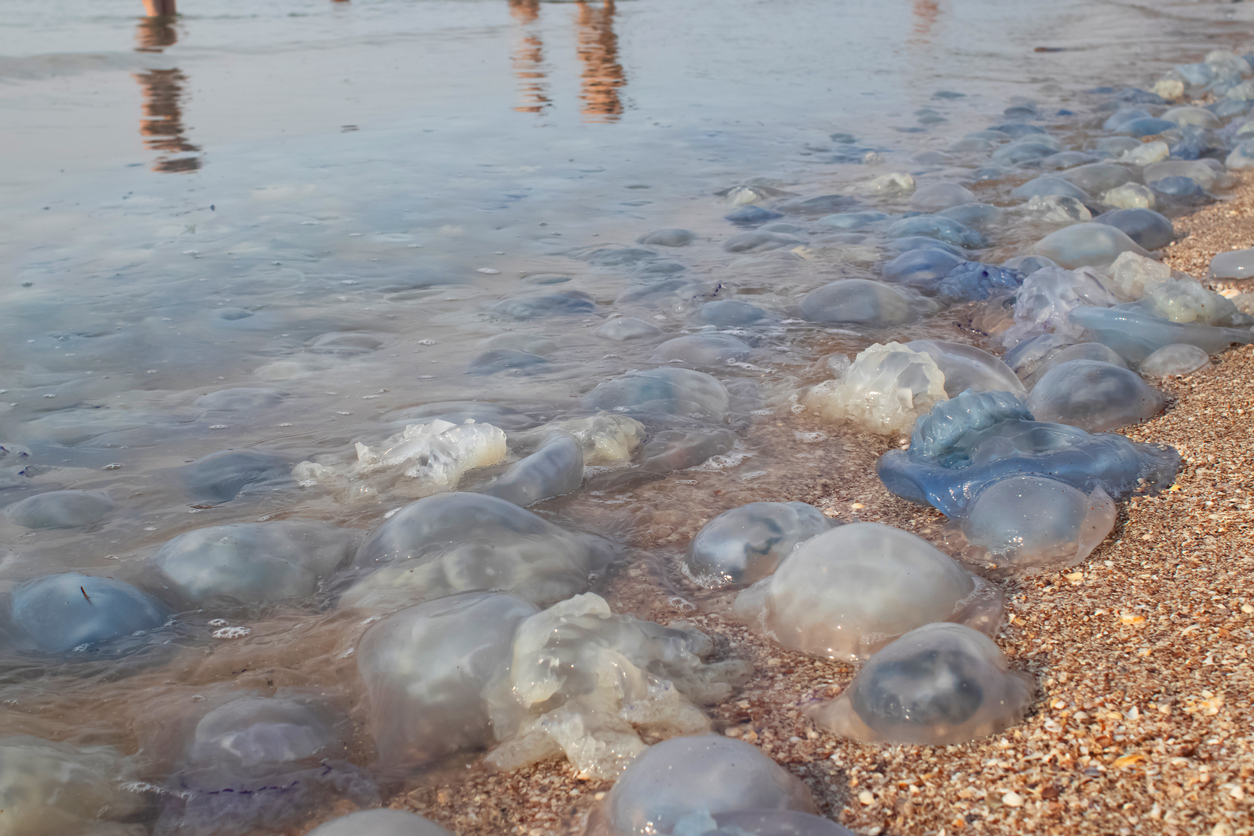 Italian Port City Mobbed By Jellyfish Who Have Taken Over The Harbor