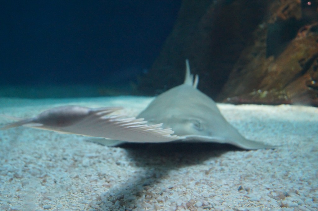 Diver Captures Footage Of Sawfish Using Its Chainsaw Head To Hunt A Massive Bait Ball Of Fish