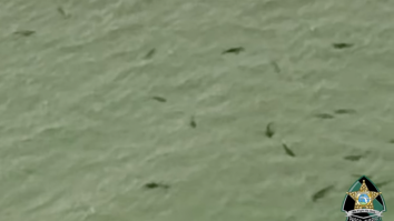 Eye-Opening Helicopter Footage Shows Startling Amount Of Sharks Right Off Florida Beach