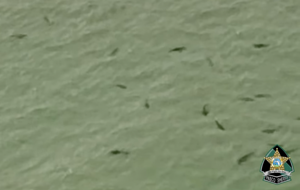 Helicopter Footage Shows Startling Amount Of Sharks Off Florida Beach