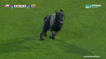 Adorable Dog Goes Streaking During Soccer Match And Won’t Leave Without Belly Rubs (Video)