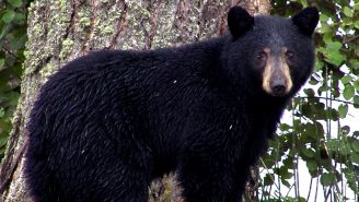 Watch A Housecat Walk Down A Black Bear And Scare It Out Of The Homeowner’s Driveway