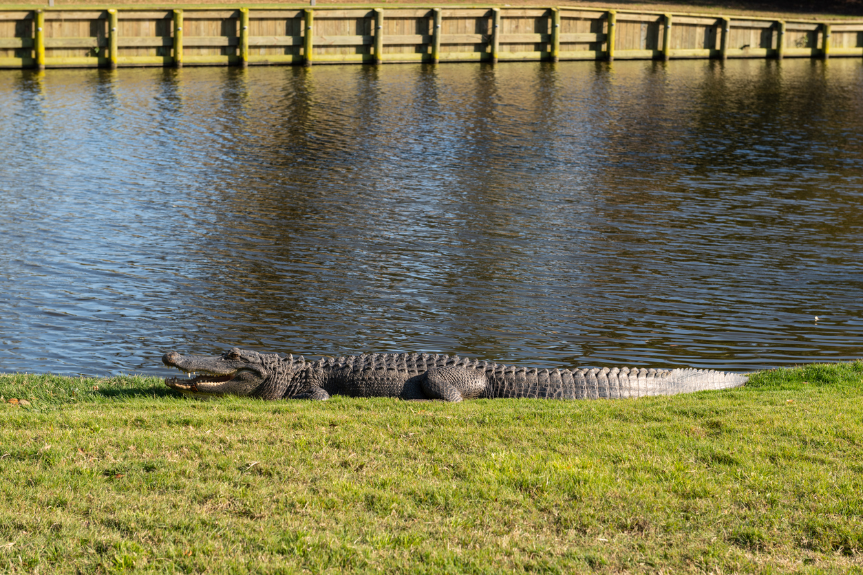 Golfer Films Feisty Alligator Walking Away With His Golf Ball In Its Mouth