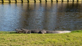 Florida Golfer Films Feisty Alligator Walking Away With His Golf Ball In Its Mouth