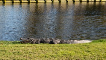Florida Golfer Films Feisty Alligator Walking Away With His Golf Ball In Its Mouth