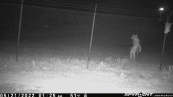 Strange Thing Lurking Outside Amarillo Zoo Bewilders The Internet: ‘Crash Bandicoot?’
