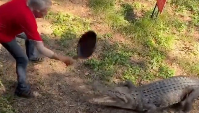 Australia Pub Owner Fights Off Crocodile With Frying Pan In Wild Video