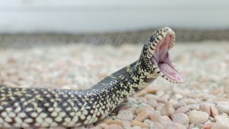 Kingsnake Devours A Massive Timber Rattlesnake In A Hardcore Moment Caught On Camera
