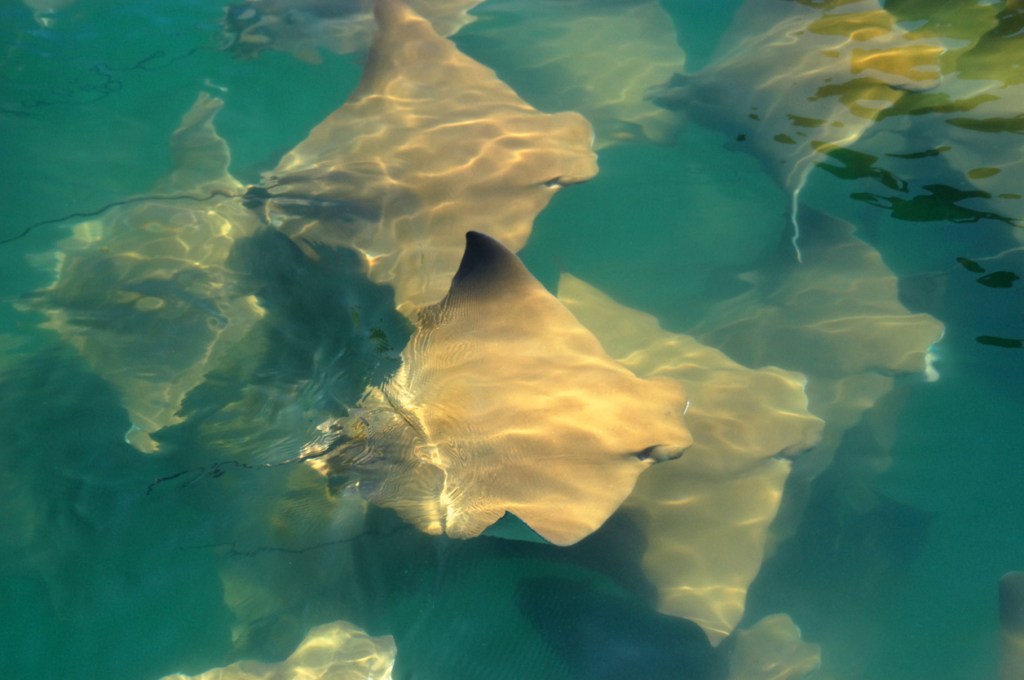Swimmers Engulfed By A 'Fever Of Stingrays' At Crowded Florida Beach
