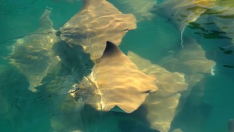 Swimmers Engulfed By A ‘Fever Of Stingrays’ At Crowded Florida Beach