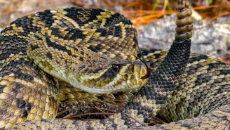 Rattlesnake Bite Victim Handed A Hospital Bill So Massive It Seems Like A Joke (It Wasn’t)