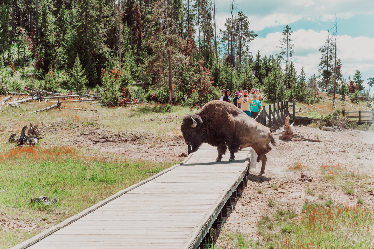 Brutal Footage Shows Tourist Gored In Yellowstone Bison Attack