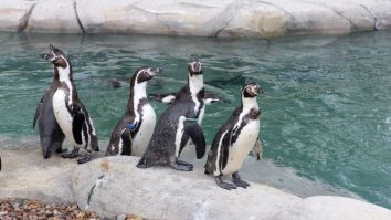 Picky-Eating Penguins In Japan Are Turning Away Cheap Fish From A Local Aquarium