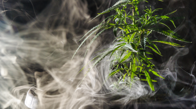 Marijuana Cloud Shrouds Town When Cops Burn Tons Of Weed Winds Shift