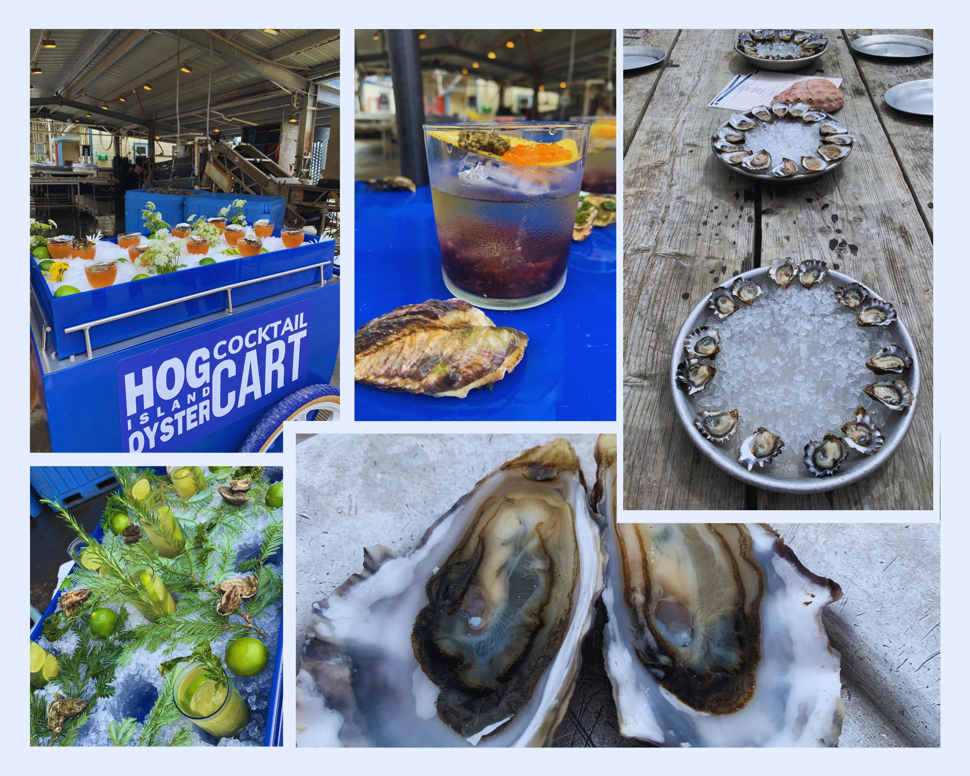 The Best Cocktails To Pair With Oysters 8 Unique Suggestions BroBible