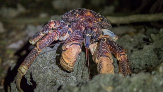 Camper Woken In The Middle Of The Night By A Crab Carrying A Knife (Video)