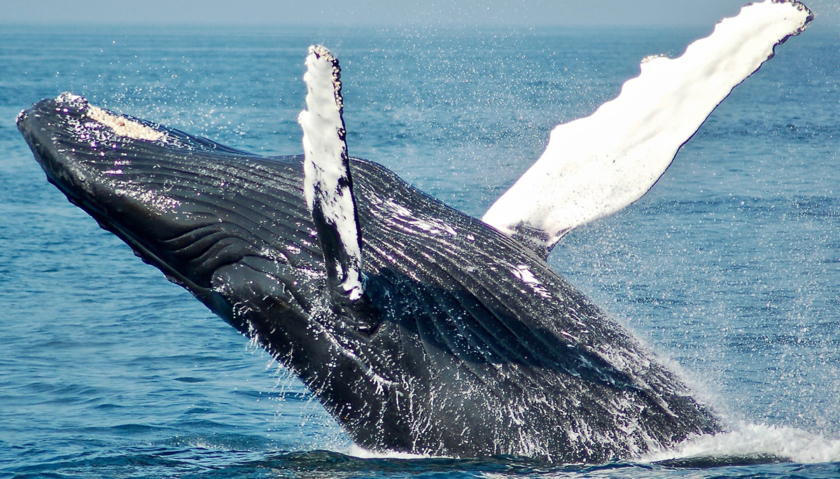 Leaping Humpback Whale Crashes Into Boat While Feeding In Wild Video