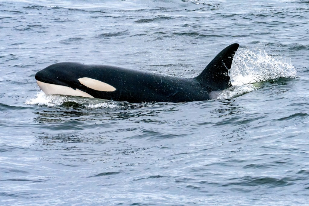 Stunning Footage Of Orcas Killing A Great White Shark Explains The 'Killer Whale' Nickname