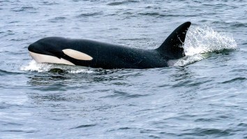 Stunning Footage Of Orcas Killing A Great White Shark Explains The ‘Killer Whale’ Nickname