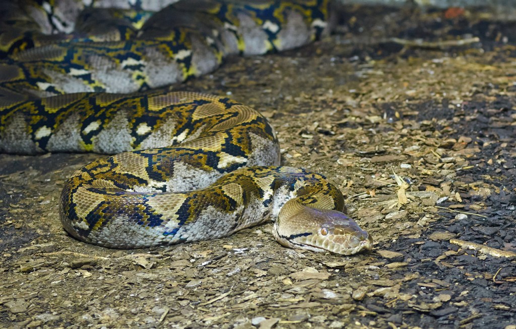 Pennsylvania Cops Shoot 15-Foot Snake Wrapped Around Unconscious Man’s Neck And Save His Life