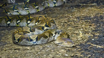 Pennsylvania Cops Shoot 15-Foot Snake Wrapped Around Unconscious Man’s Neck And Save His Life