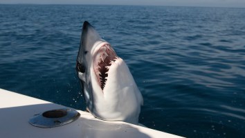 Guy Slaps 12ft Mako Shark On The Head While Playing Tug-Of-War