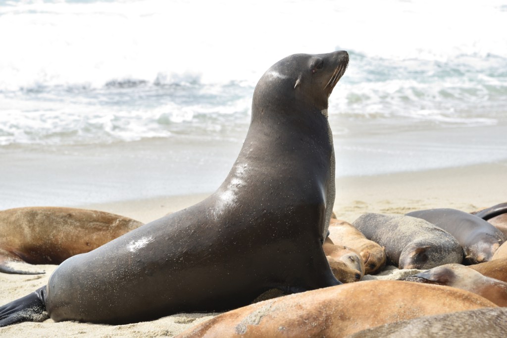 Internet's Obsessed With Two Absolutely Massive San Diego Sea Lions Who Stormed A Crowded Beach