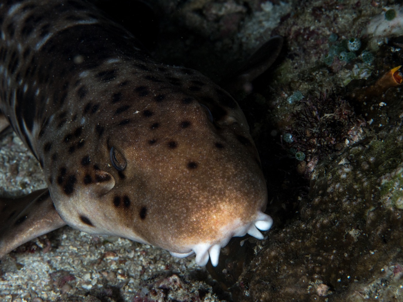 FirstEver Footage Of A Shark Walking On Dry Land Is Nightmare Fuel