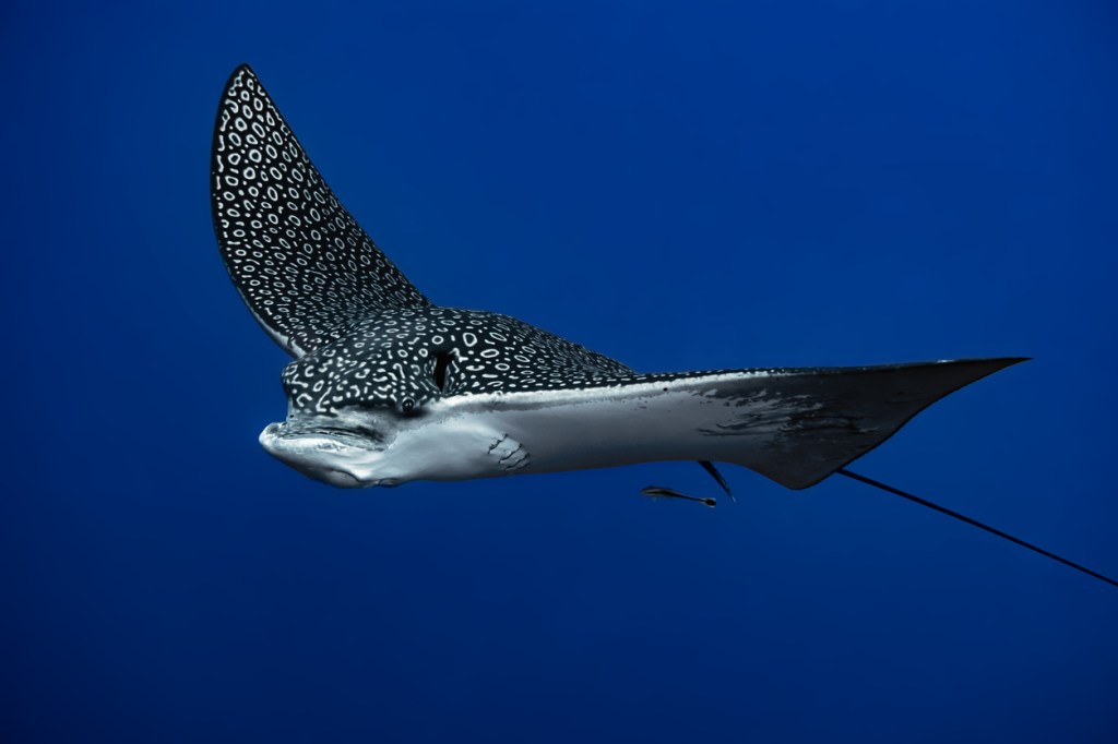A '400-Pound' Rare Spotted Eagle Ray Leapt From The Water, Into A Boat, And Then Gave Birth