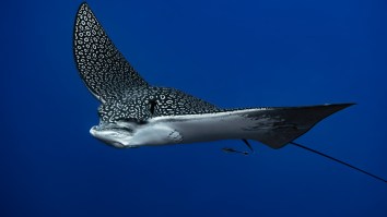 A ‘400-Pound’ Rare Spotted Eagle Ray Leapt From The Water, Into A Boat, And Then Gave Birth