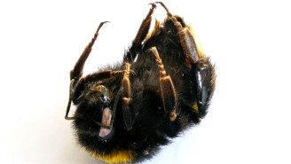 Here’s Why Male Bees Are Ejaculating Themselves To Death In Europe Because Of Scorching Heat Wave