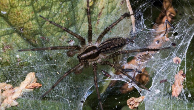 Scientists Are Turning Dead Spiders Into Robots