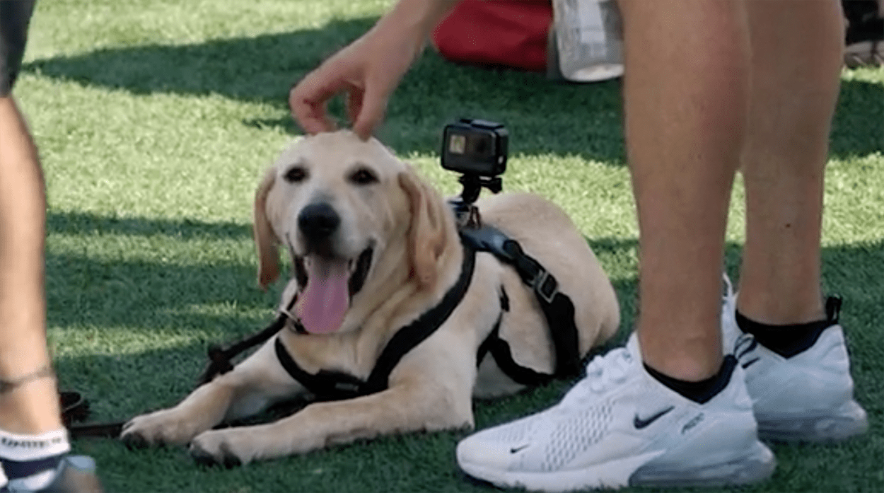 A Day In The Life Of Lane Kiffin's Dog 'Juice' Is As Adorable As It Sounds