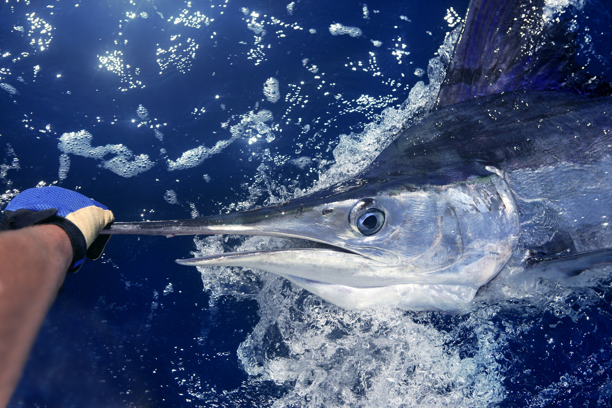 Floor Reel” Wins World Record Billfish Prize at White Marlin Open