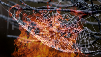 60 Acre Wildfire Started When Man Tries Burning A Spider With A Lighter: Police