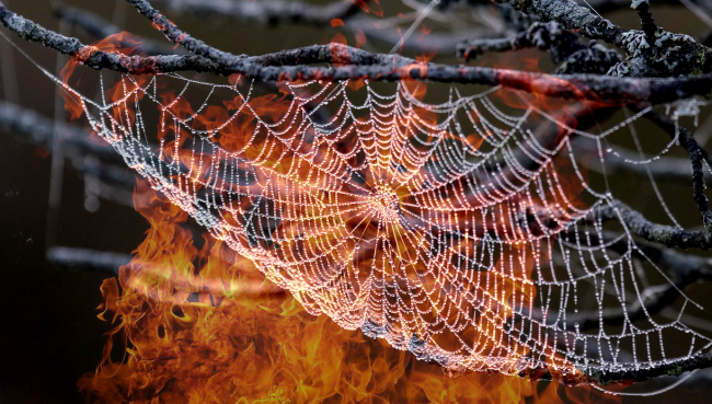 60 Acre Wildfire Started When Man Tried Burning A Spider With A Lighter