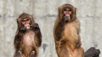 Dozens Injured As City In Japan Is Under Siege By Gang Of Monkeys, Attacking People In Their Homes