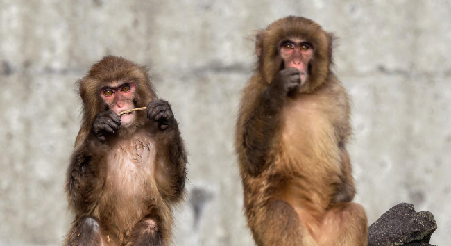Dozens Injured As City In Japan Is Under Siege By Gang Of Monkeys