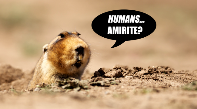 Scientists Have Figured Out How To Decipher What Animals Are Saying