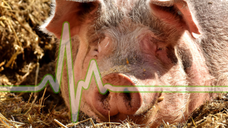 Scientists Revive Pig Organs An Hour After Death, Putting Us A Step Closer To Bringing Dead People Back To Life