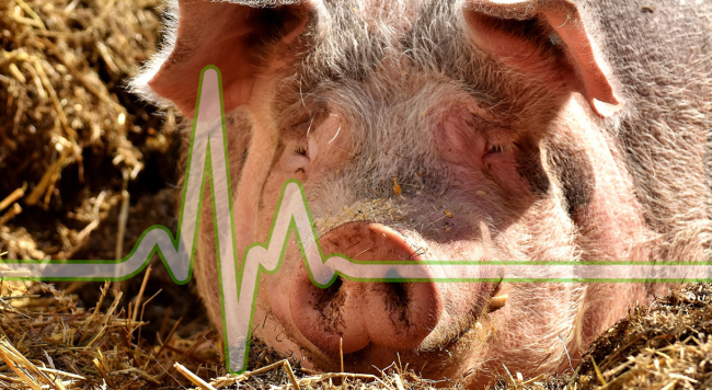 Scientists Have Successfully Revived Pig Organs An Hour After Death