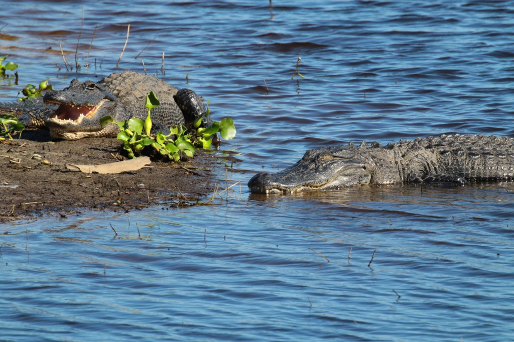 Manatee Swimming With Alligator Myakka River State Park